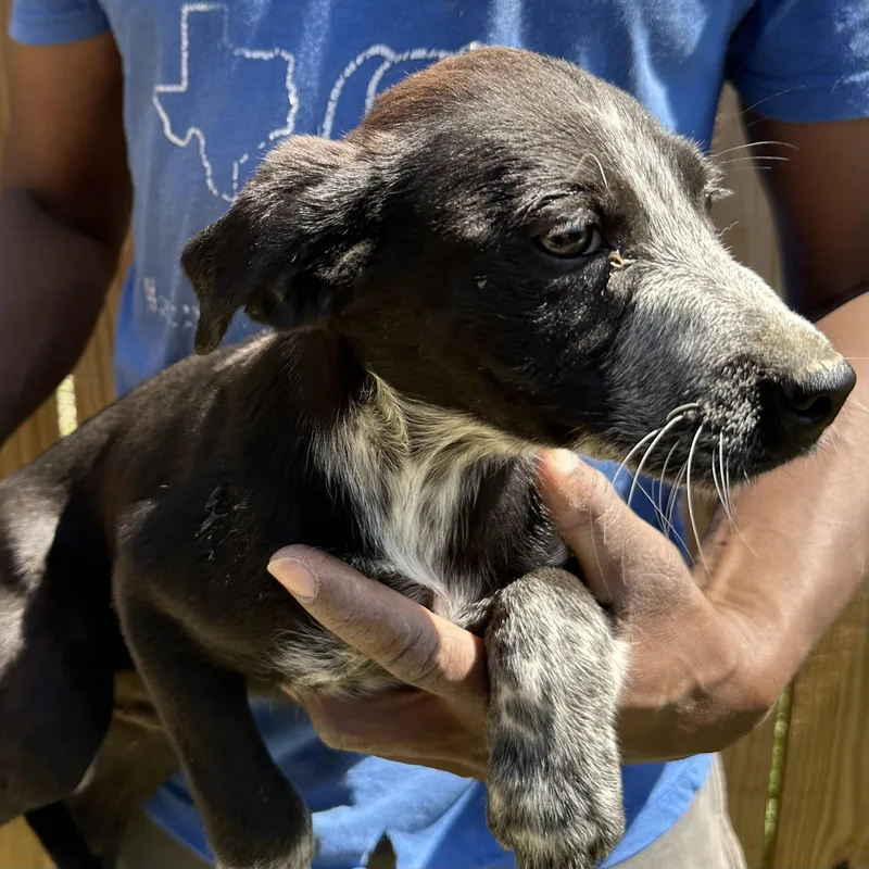 Barkley  Local April thumbnail 2