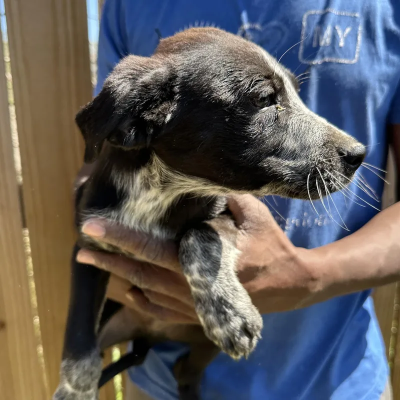 Barkley  Local April thumbnail 3