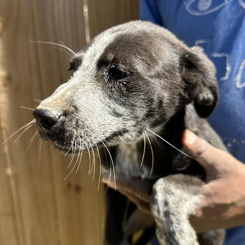 Barkley  Local April thumbnail 4