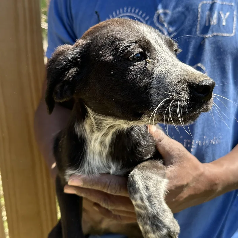 Barkley  Local April thumbnail 5