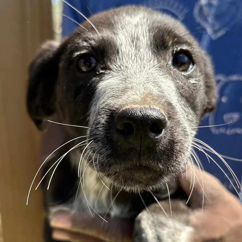 Barkley  Local April thumbnail 6