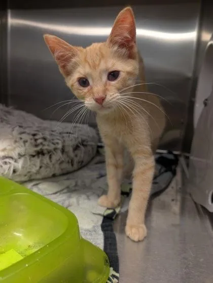 A young small-sized female Domestic Short Hair cat named Mantis for adoption in Lafayette, IN