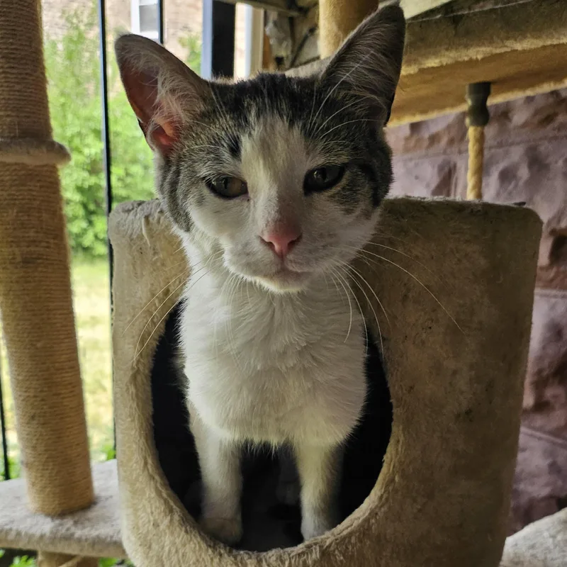 A young small-sized female Buff & White Domestic Short Hair cat named Diana for adoption in CHICAGO, IL