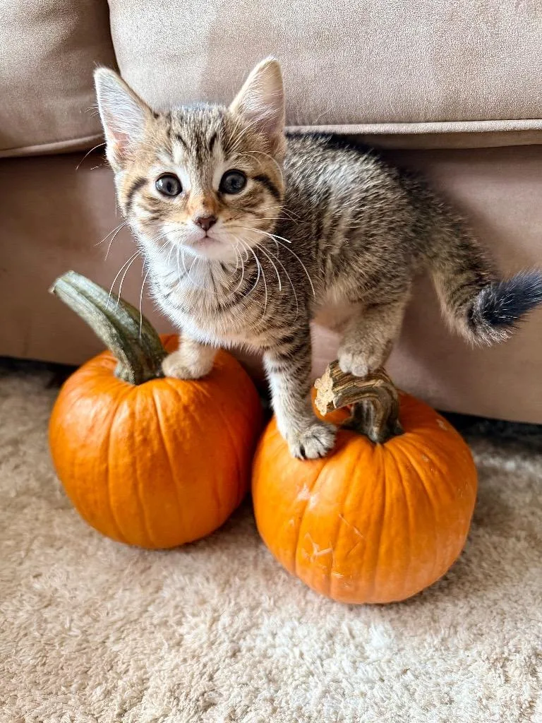 A baby small-sized female Domestic Short Hair cat named Dolly for adoption in Utica, MI