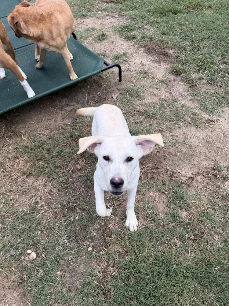 A young medium-sized female Labrador Retriever dog named Carolina for adoption in Carrollton, VA
