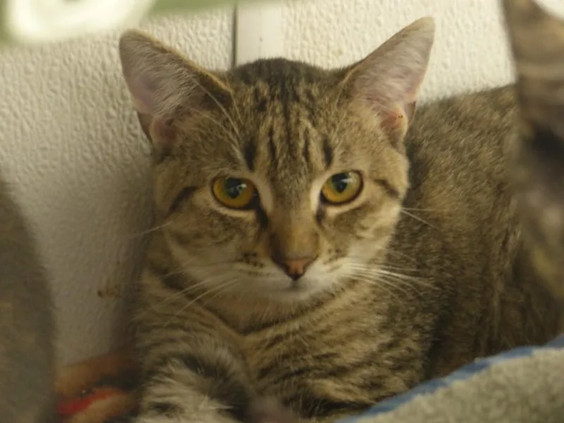 A baby small-sized female Domestic Short Hair cat named Bess for adoption in Ogdensburg, NY