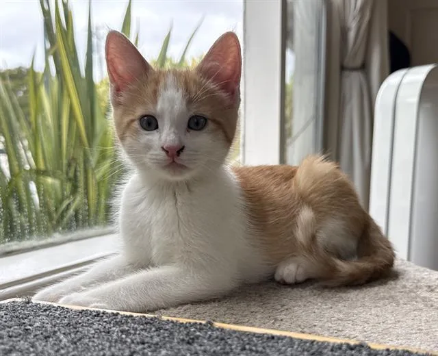 A baby small-sized male Domestic Short Hair cat named Zander for adoption in Palo Alto, CA