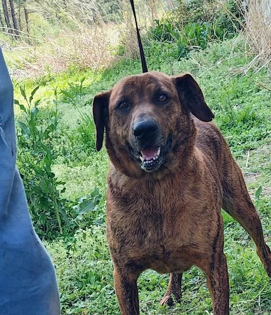An adult large-sized male Catahoula Leopard Dog dog named Austin for adoption in Ville platte, LA