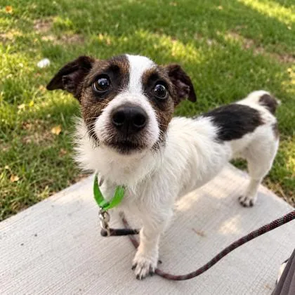A young small-sized male Terrier dog named Bensen for adoption in Elk Grove Village, IL