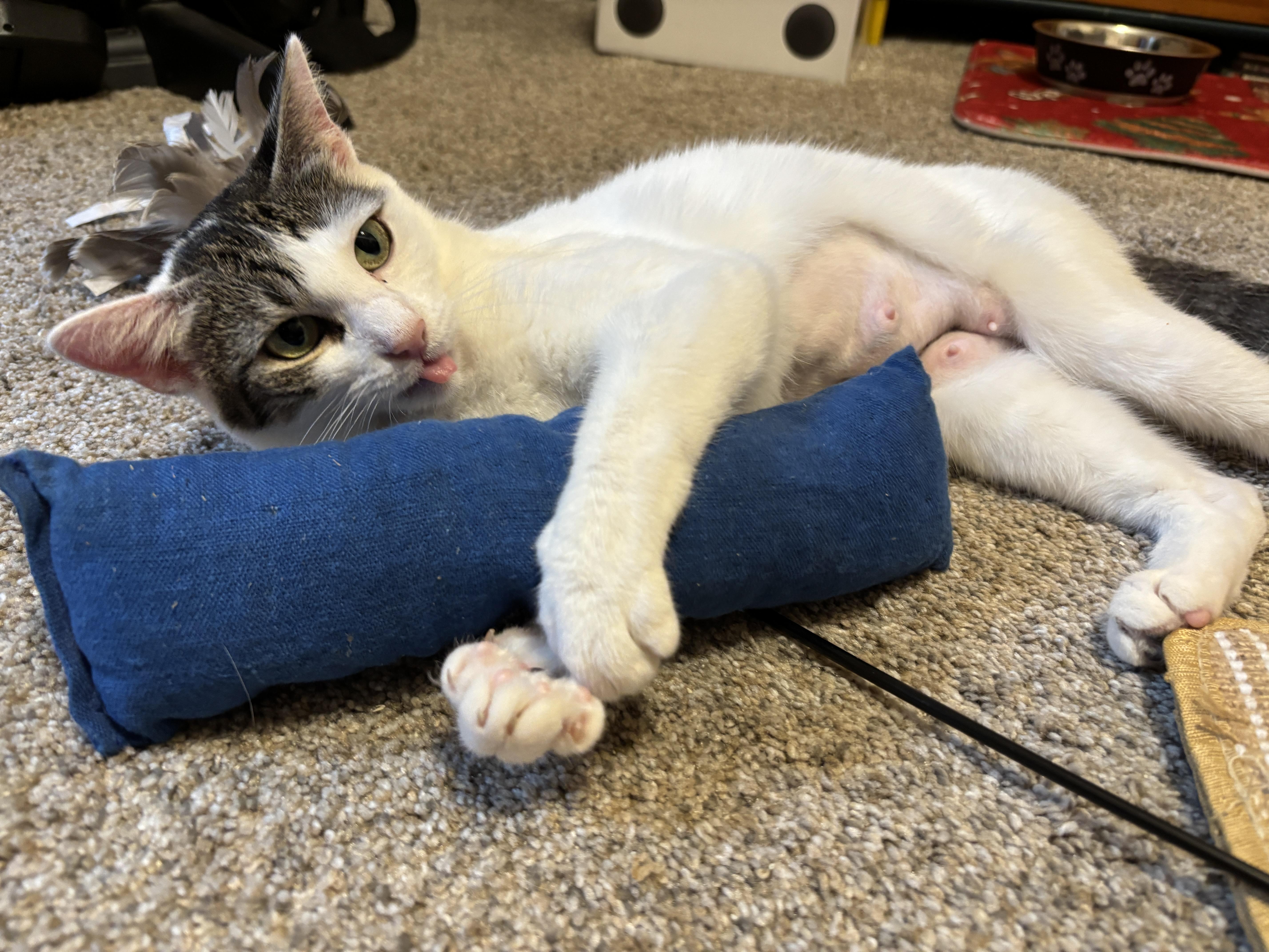 A young small-sized female Gray & White Domestic Short Hair cat named Ellie for adoption in Dover, DE