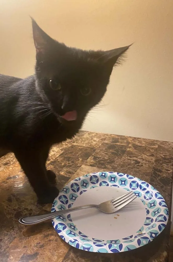 A baby small-sized female Black Domestic Short Hair cat named Zoey for adoption in West Mifflin, PA