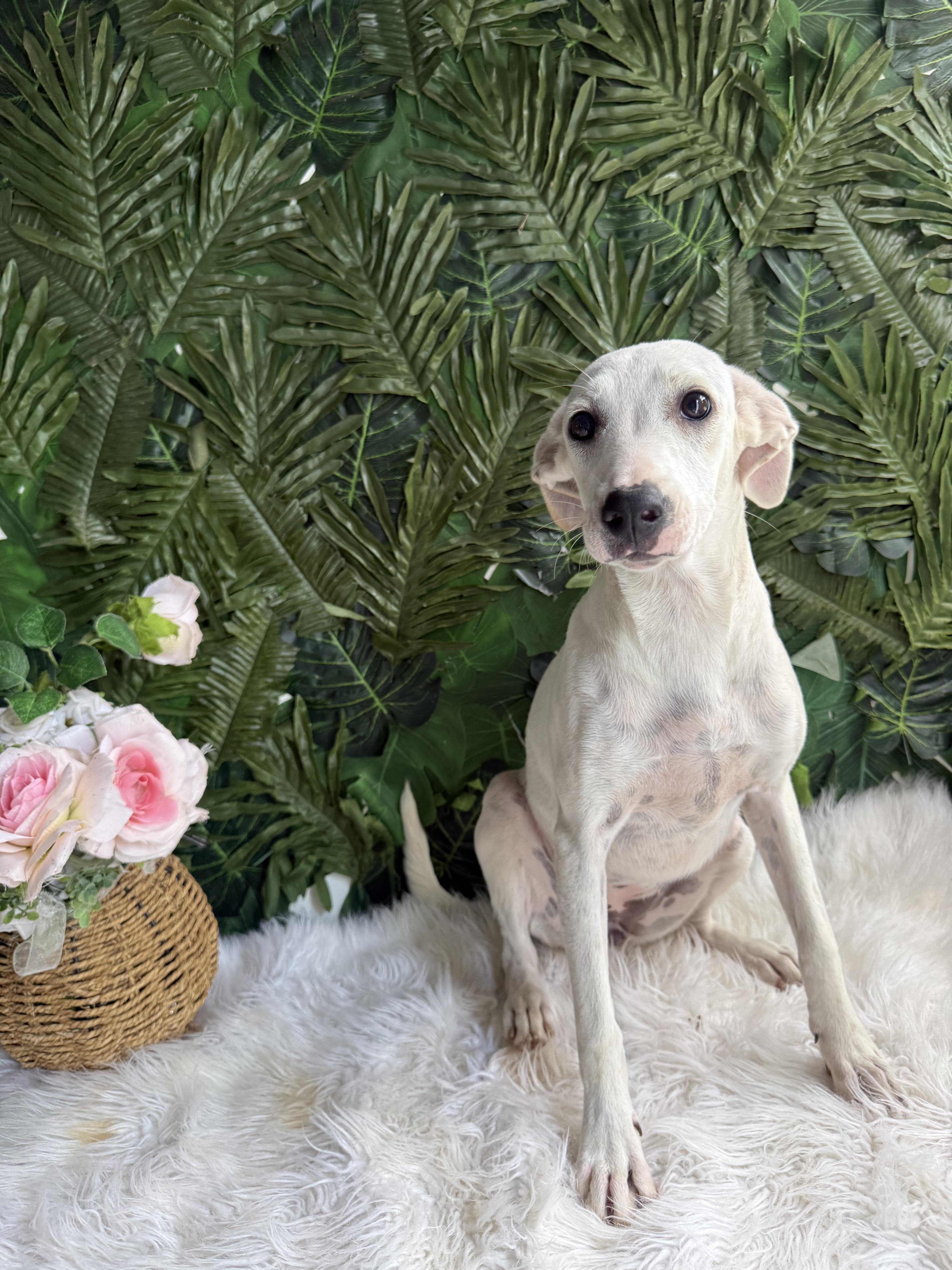 A young medium-sized female Mixed Breed dog named Latte for adoption in Richmond, VA