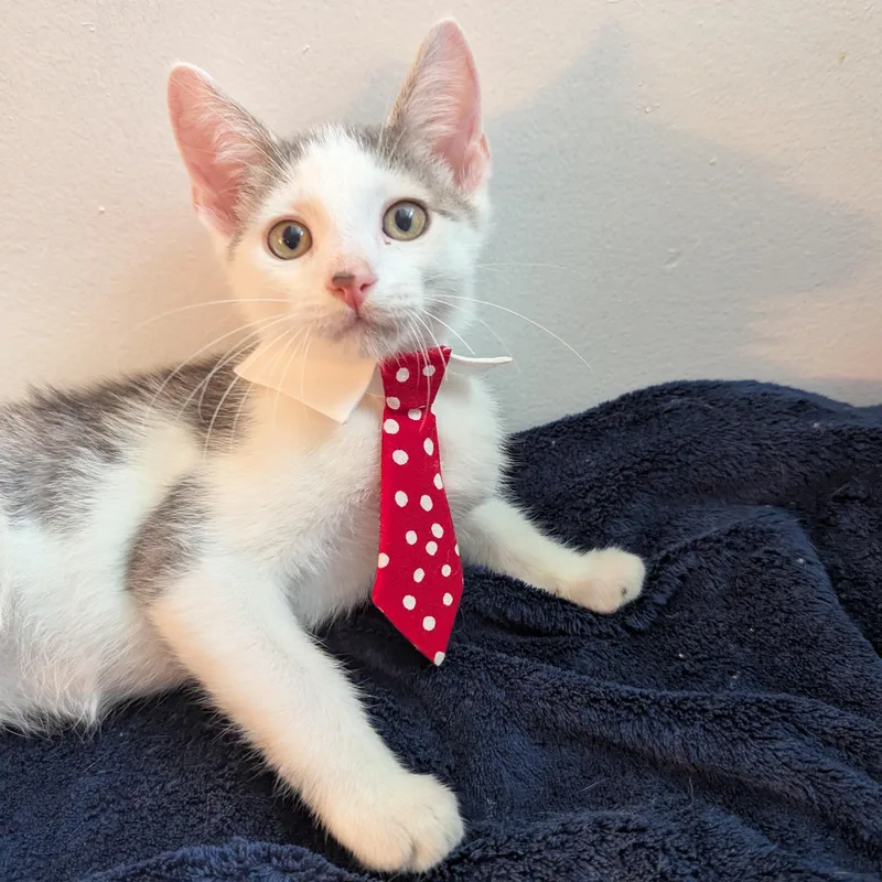 A baby medium-sized male Gray & White Domestic Short Hair cat named Prince for adoption in Haddon Heights, NJ