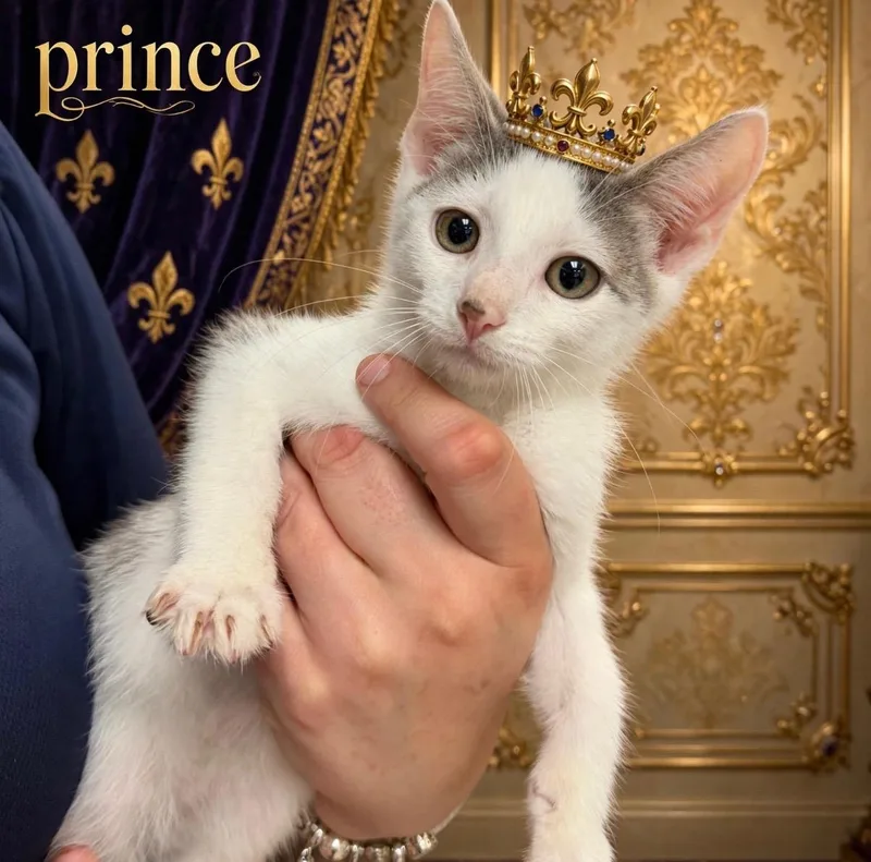 Prince thumbnail 3