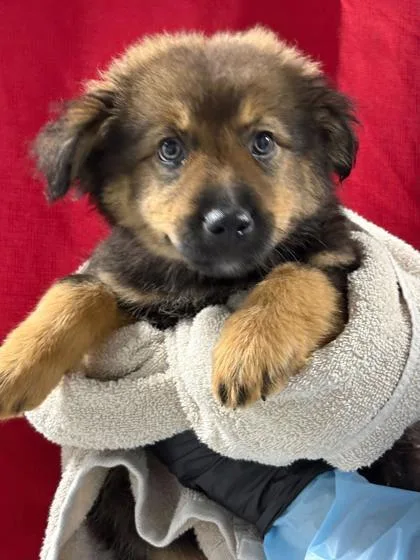 A baby large-sized female English Shepherd dog named Coffee for adoption in Morton Grove, IL