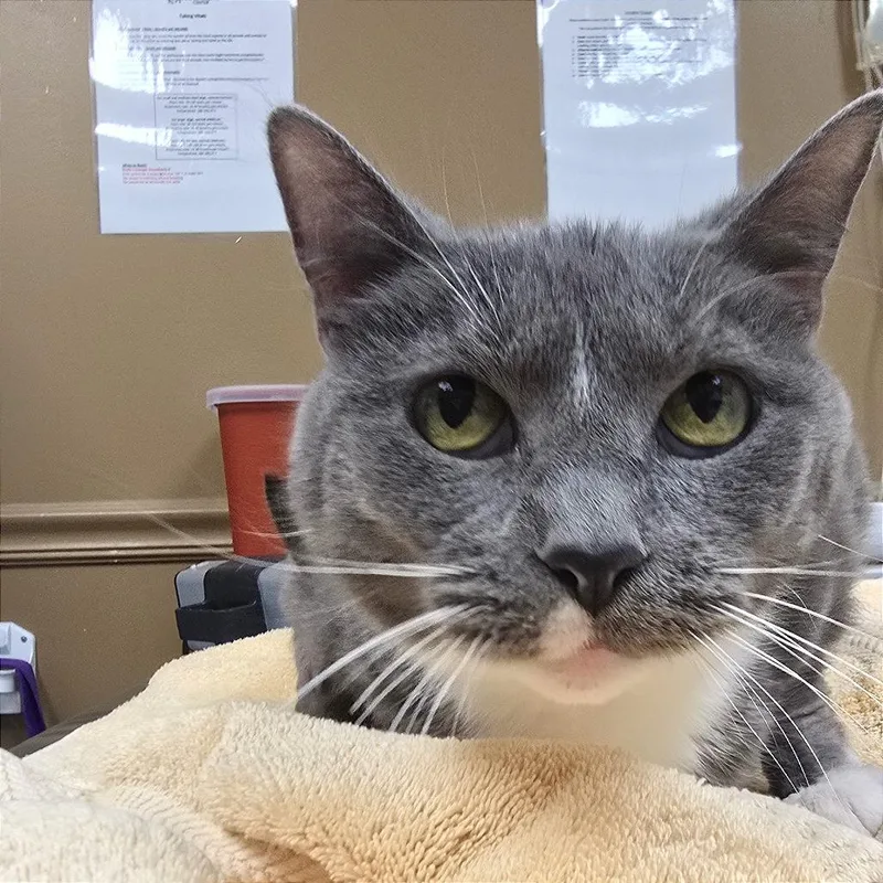 A senior medium-sized female Gray / Blue / Silver Domestic Short Hair cat named Georgina for adoption in Milan, IL