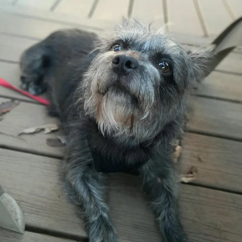 An adult small-sized female Gray / Blue / Silver Cairn Terrier dog named Lily for adoption in Olathe, KS