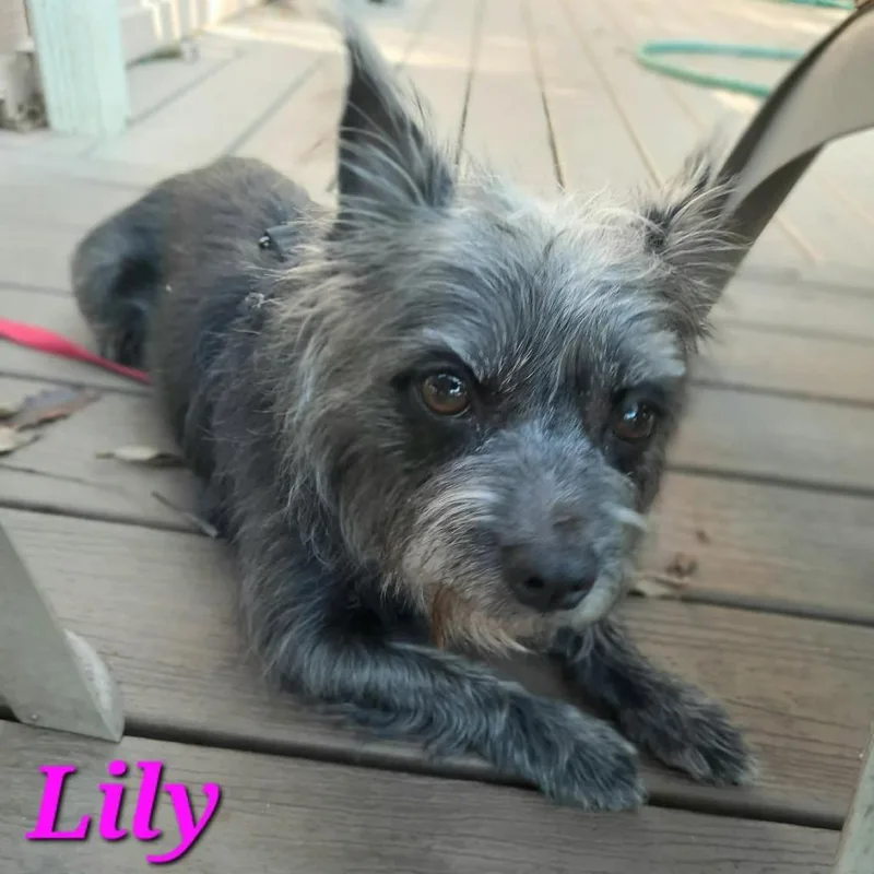 Lily thumbnail 3