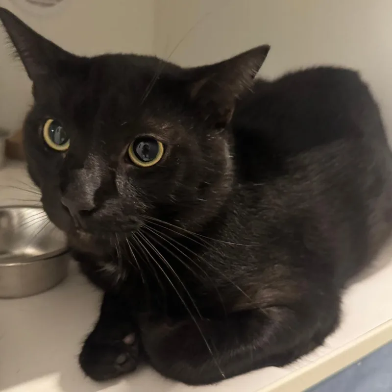 A senior large-sized male Black Domestic Short Hair cat named Cricket for adoption in Dearborn, MI