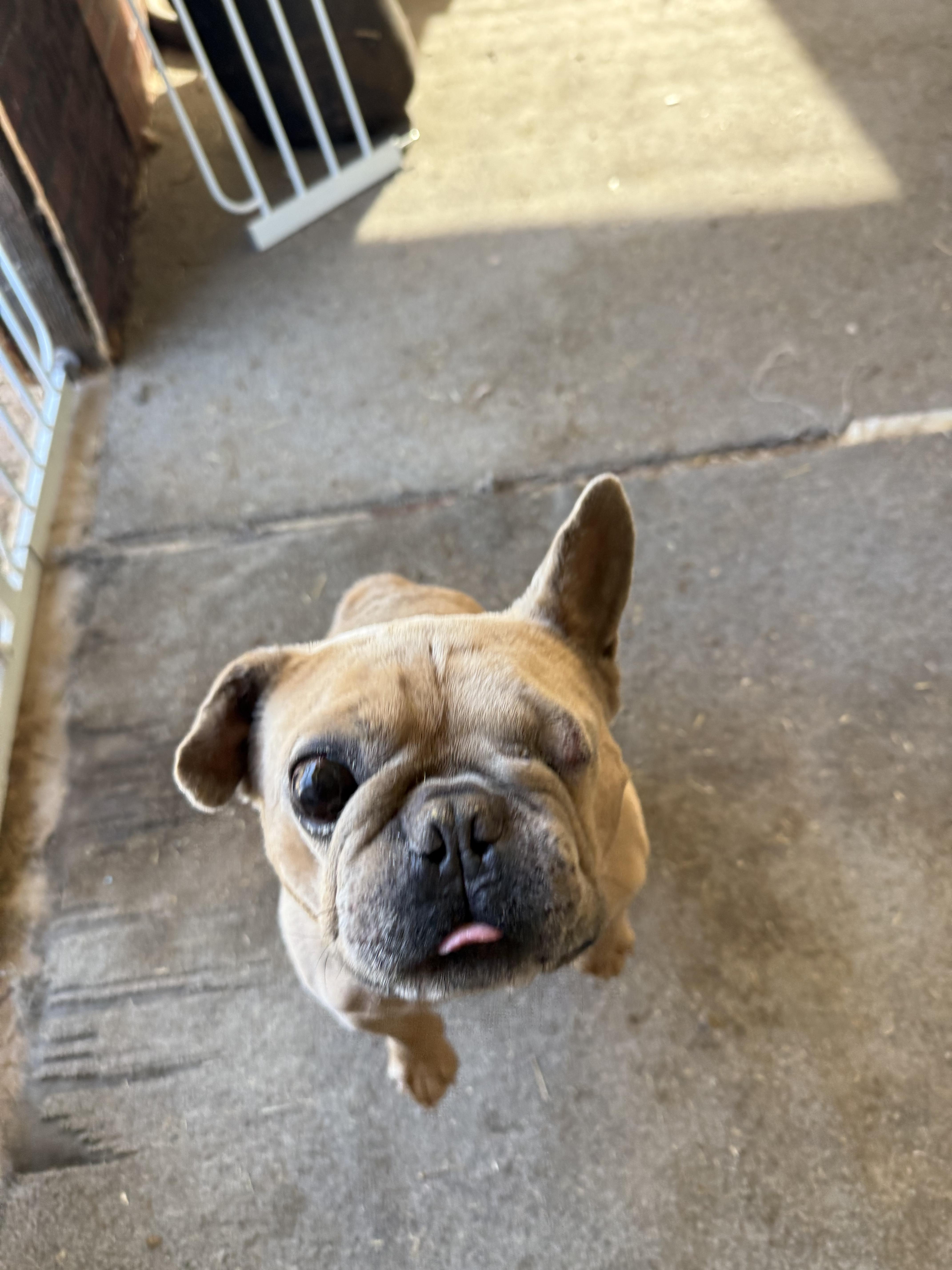 Paco thumbnail 2