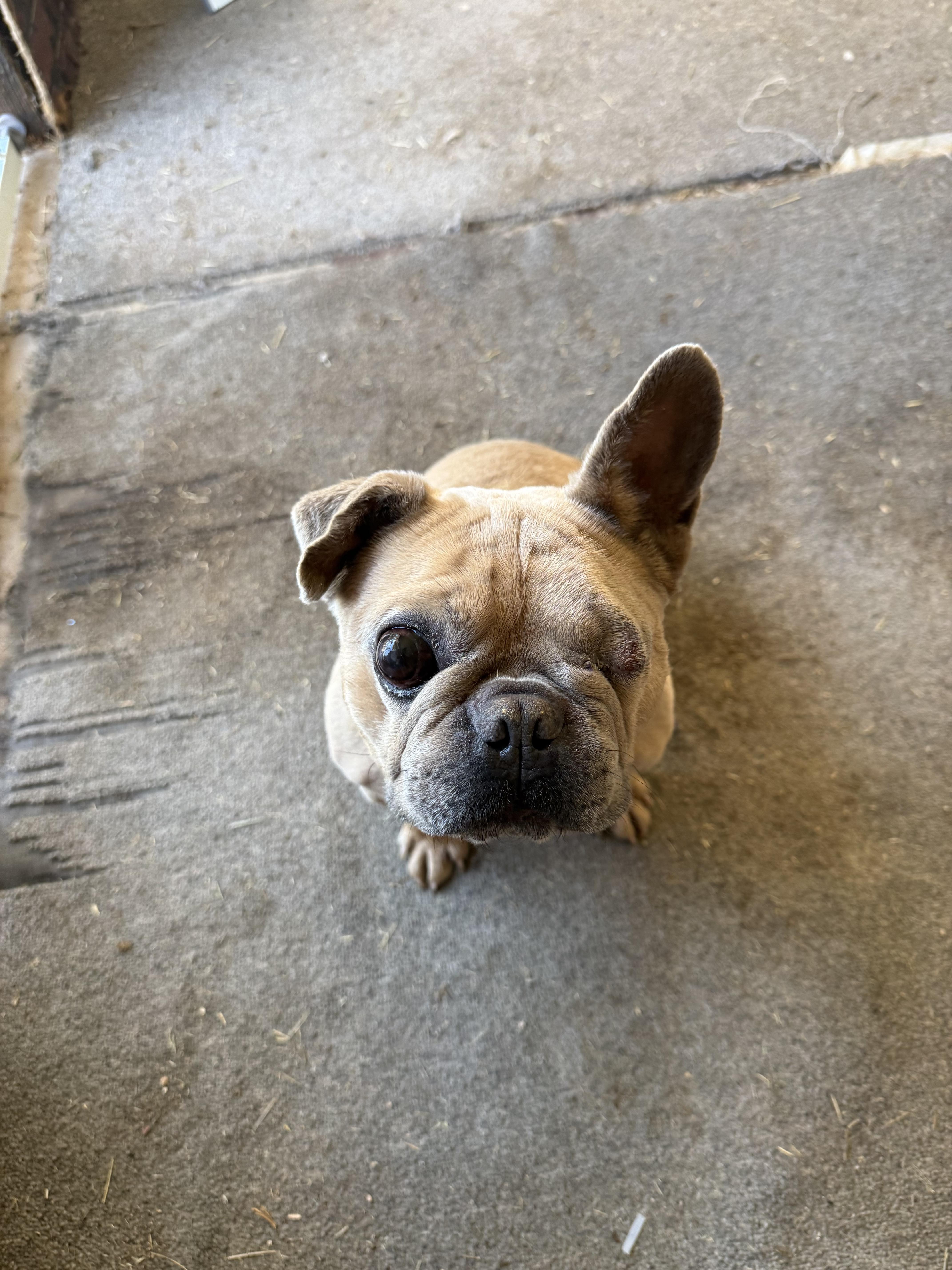 Paco thumbnail 3