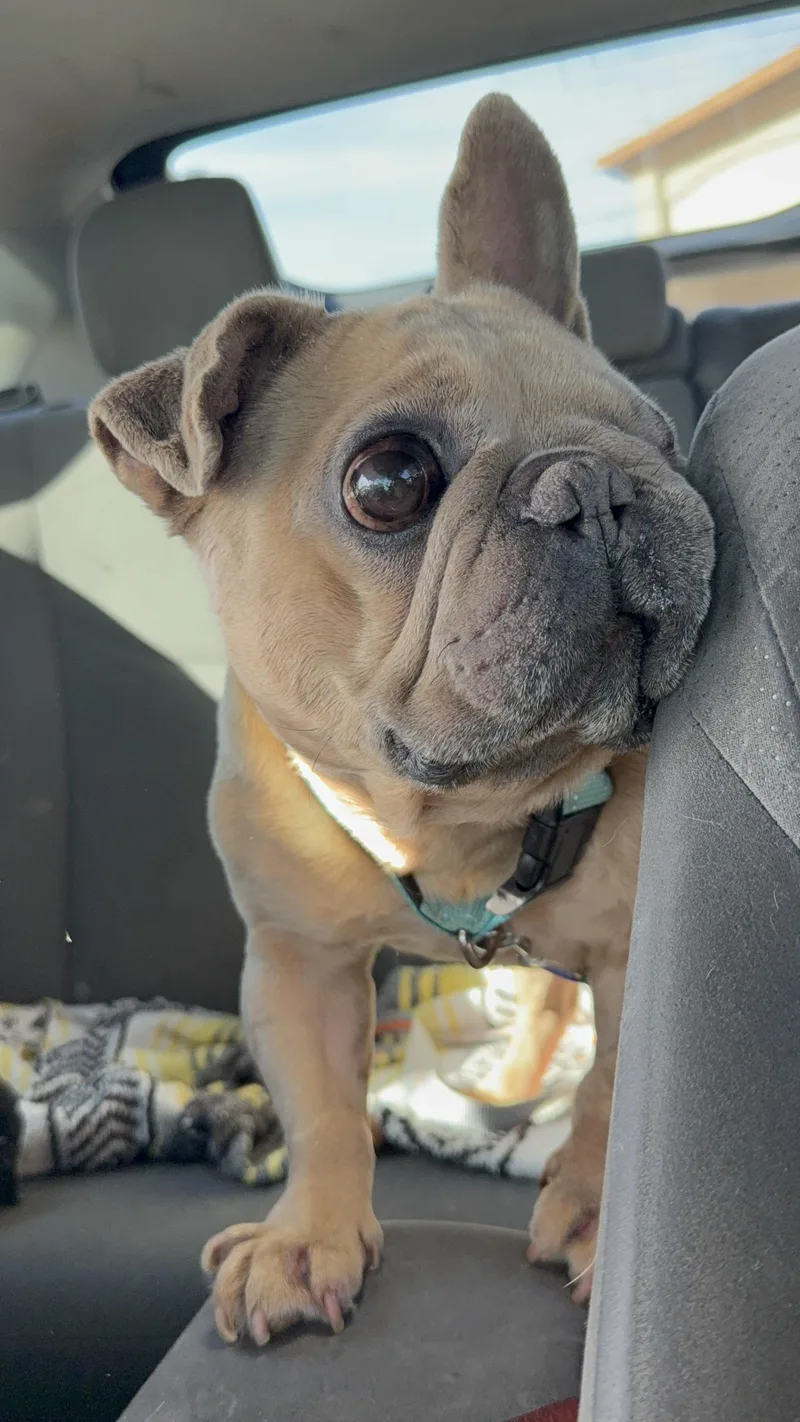 Paco thumbnail 4