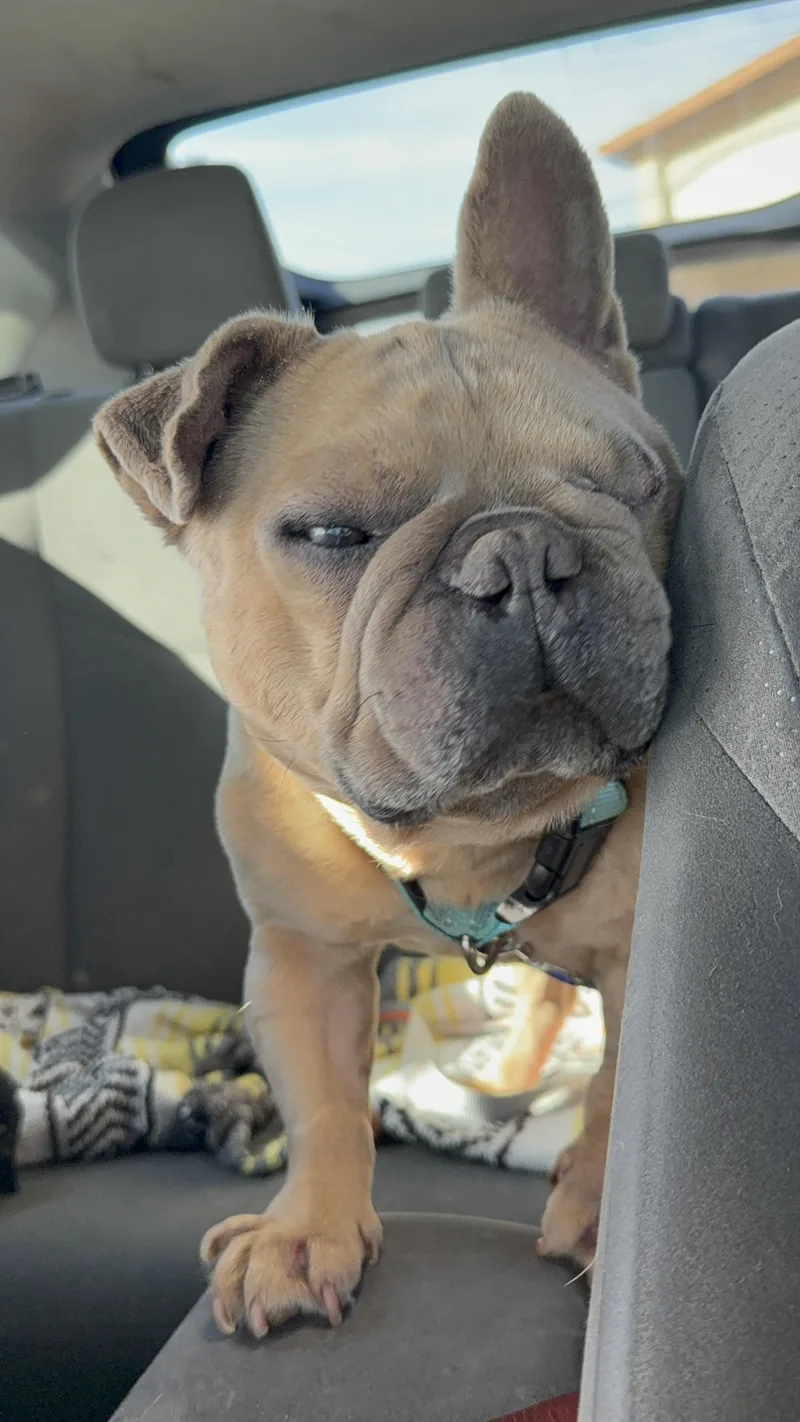 Paco thumbnail 6