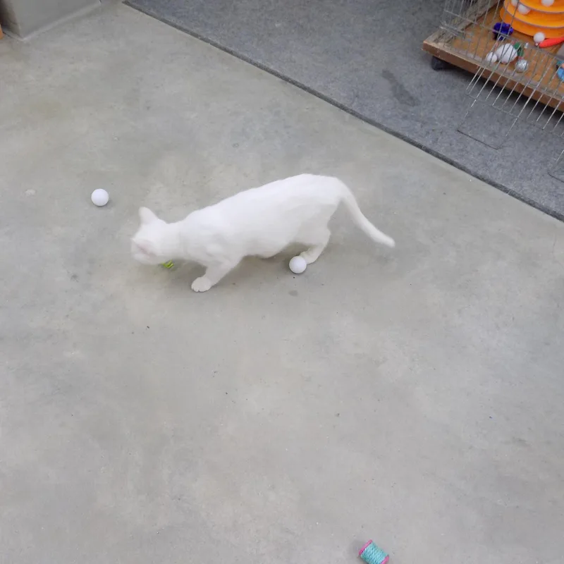 Christian thumbnail 2