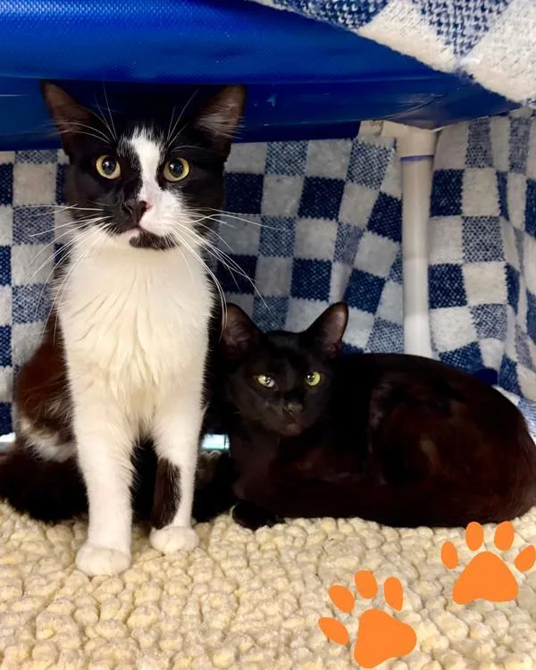 A young small-sized male Domestic Short Hair cat named Cypress for adoption in Novato, CA