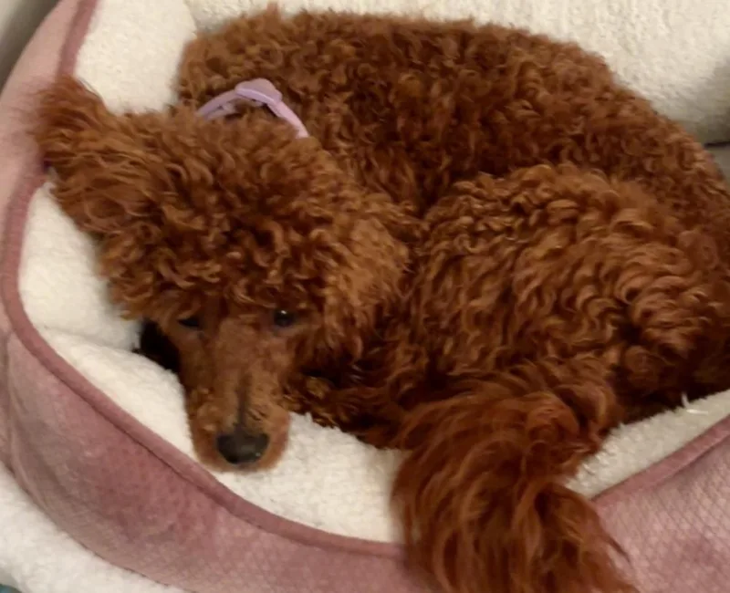 An adult small-sized female Poodle dog named Scarlett for adoption in Wolcott, CT