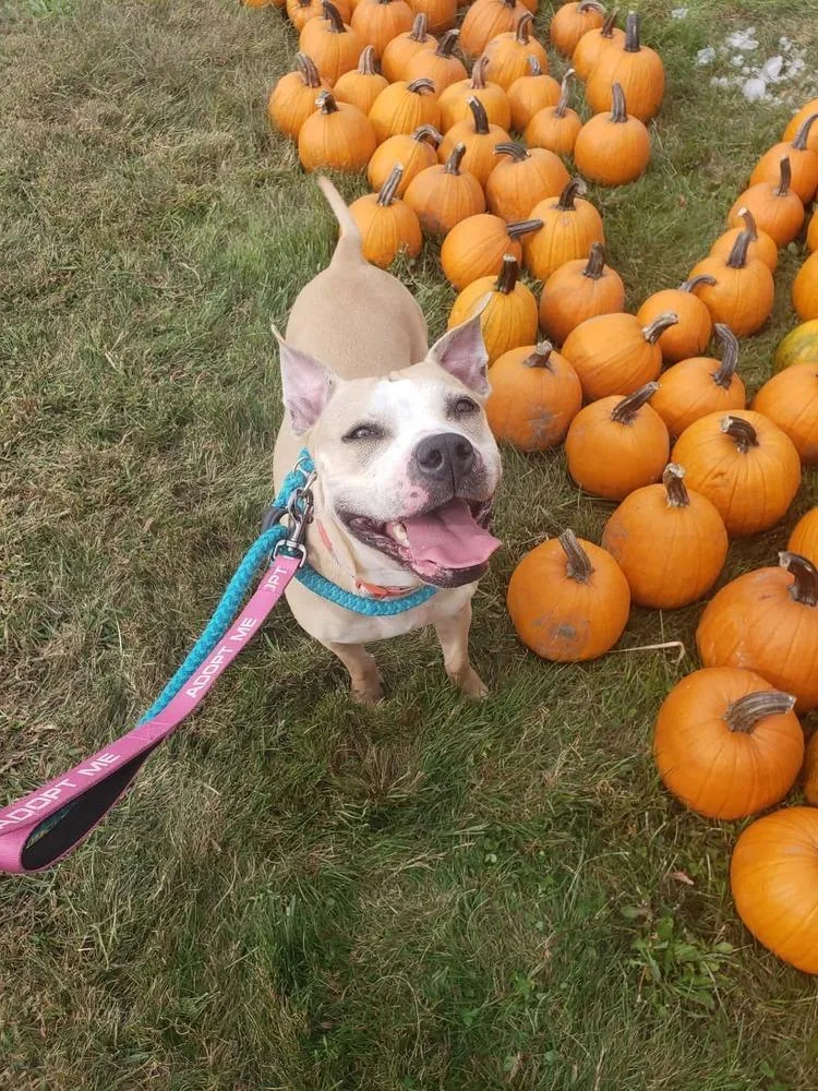 An adult large-sized female Pit Bull Terrier dog named Sandi for adoption in Groveland, MA