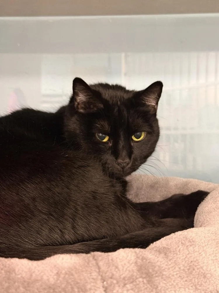 An adult medium-sized female Black Domestic Short Hair cat named Annie for adoption in Fort Walton Beach, FL
