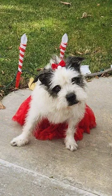 A young small-sized female White / Cream Wheaten Terrier dog named Barbie for adoption in Grand Terrace, CA