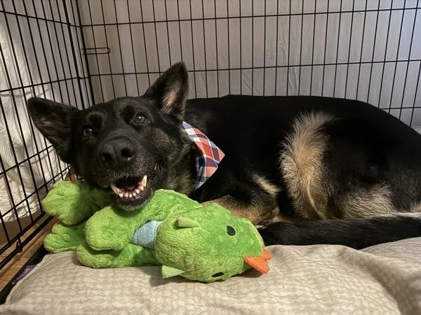 An adult large-sized female German Shepherd Dog dog named Fiona Apple Bottom Jeans for adoption in El Cajon, CA