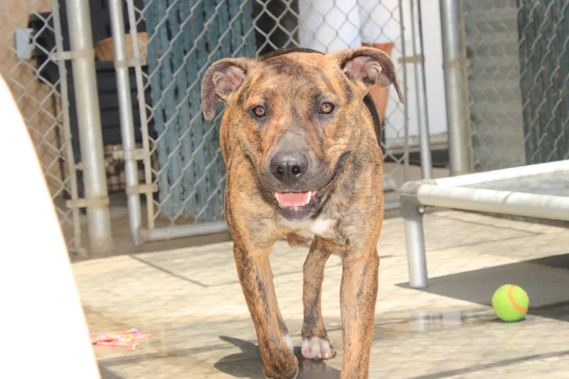A young medium-sized female Brindle Dutch Shepherd dog named Nova for adoption in Joshua Tree, CA
