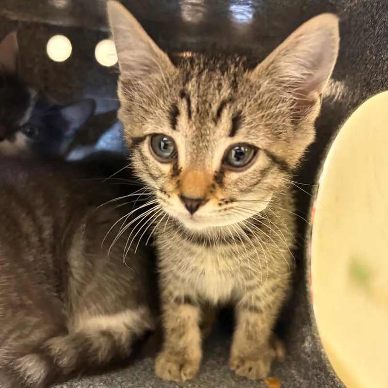 A baby small-sized female Gray / Blue / Silver Domestic Short Hair cat named Zazzy for adoption in Birmingham, AL