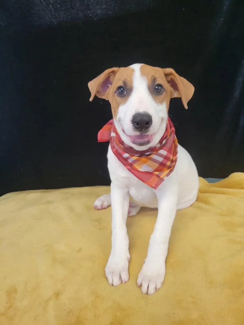 A baby medium-sized male Catahoula Leopard Dog dog named Duckie for adoption in Mount Laurel, NJ