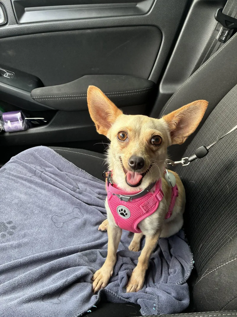 An adult small-sized female Chihuahua dog named Fennec for adoption in Texarkana, TX