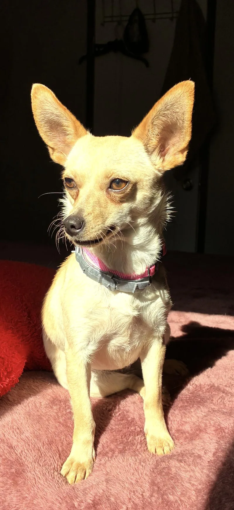 Fennec thumbnail 3