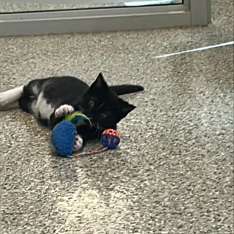 A baby small-sized female Domestic Short Hair cat named Mission for adoption in Cedar Rapids, IA