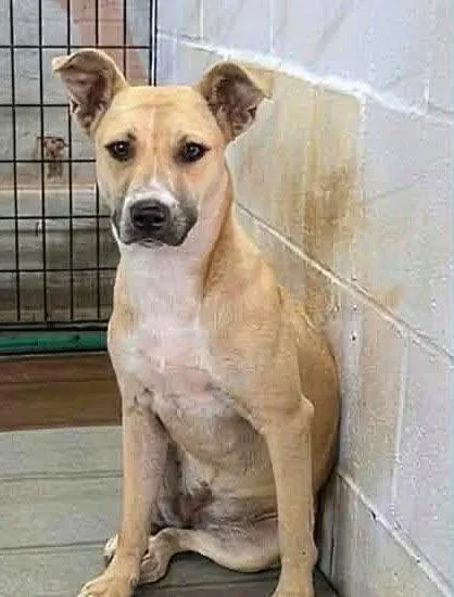 A baby medium-sized female Apricot / Beige Mixed Breed dog named Macey for adoption in North Berwick, ME