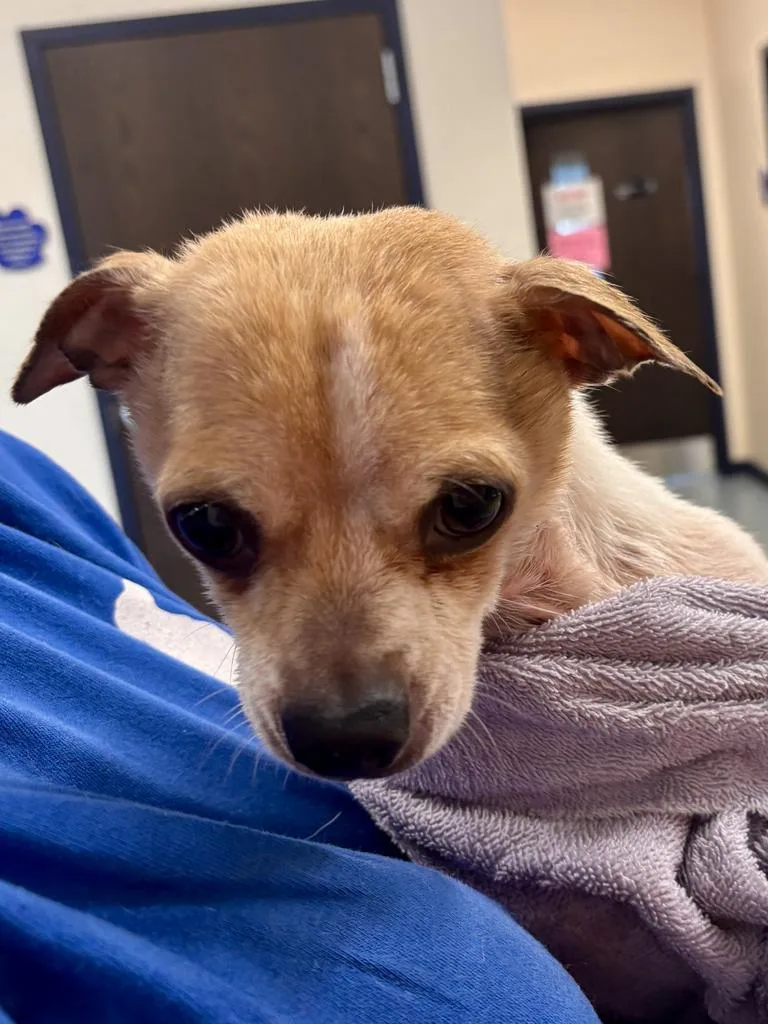 An adult medium-sized male Chihuahua dog named Patchy for adoption in Portland, IN