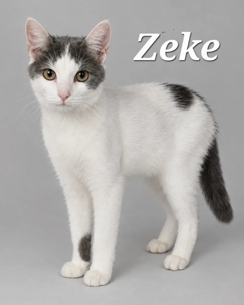 A baby medium-sized male White Domestic Short Hair cat named Zeke for adoption in Cranberry Township, PA