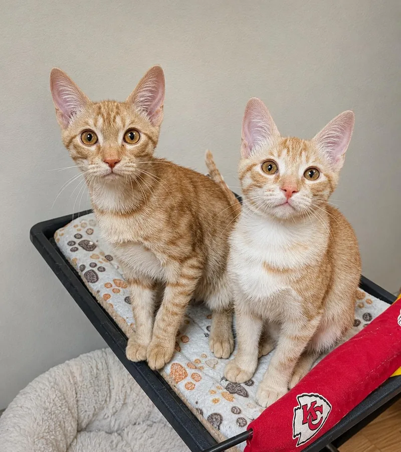 A baby medium-sized female Buff / Tan / Fawn Domestic Short Hair cat named Clever for adoption in Lake Saint Louis, MO