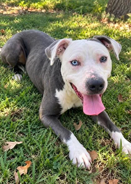 An adult medium-sized male Pit Bull Terrier dog named Oakley for adoption in Winfield, KS