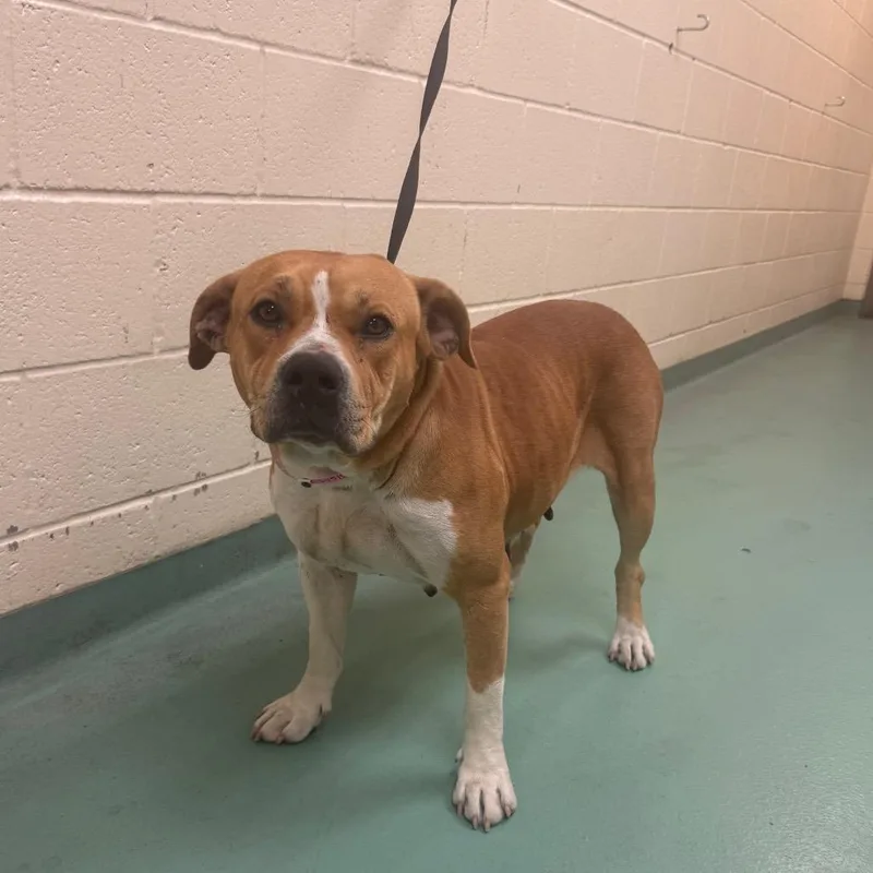 An adult large-sized female Red / Chestnut / Orange Mixed Breed dog named Megomama for adoption in Memphis, TN