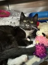 A young medium-sized female Black & White / Tuxedo Domestic Short Hair cat named Jacelyn for adoption in Manitowoc, WI