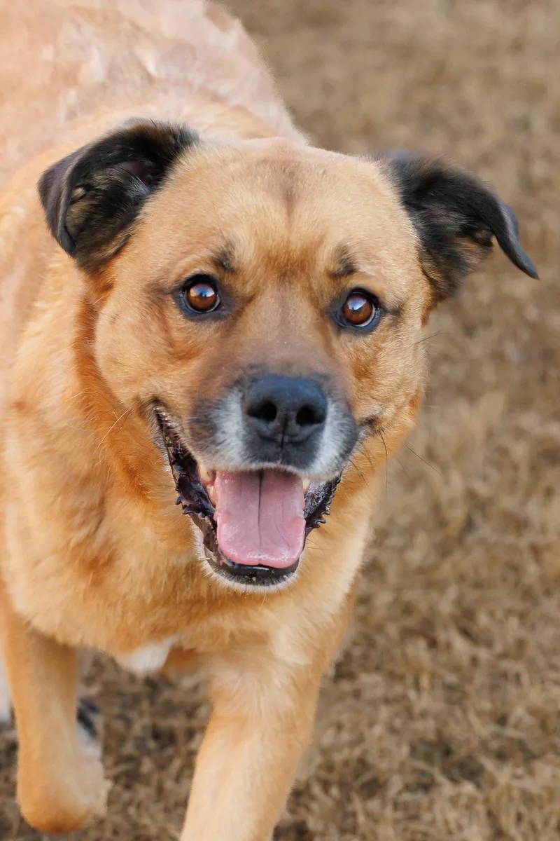A senior large-sized male Golden Retriever dog named Mason for adoption in McKinney, TX