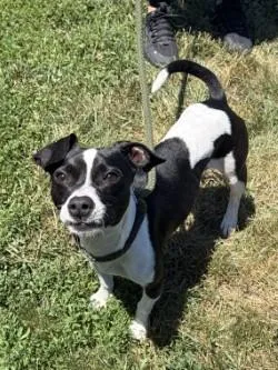 An adult medium-sized male Black Jack Russell Terrier dog named Blaze for adoption in Winchester, VA