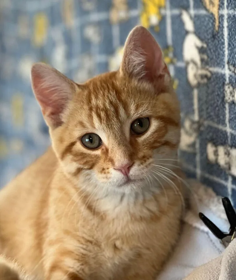 A young large-sized male Tabby (Orange / Red) Domestic Short Hair cat named Alvin for adoption in McPherson, KS